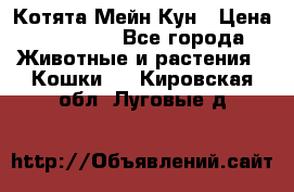 Котята Мейн Кун › Цена ­ 15 000 - Все города Животные и растения » Кошки   . Кировская обл.,Луговые д.